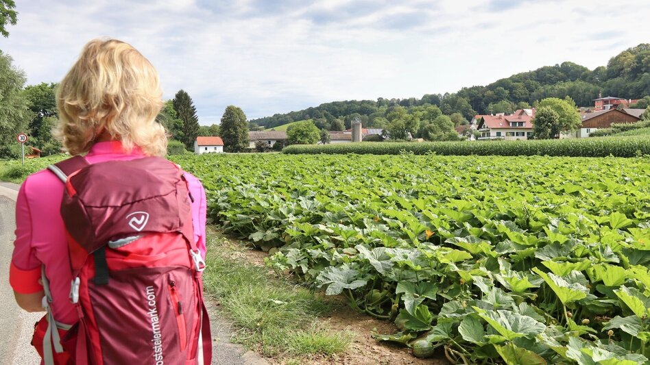 Wanderung Lafnitzau-Runde, St. Johann in der Haide - Touren-Impression #2.8 | © Weges