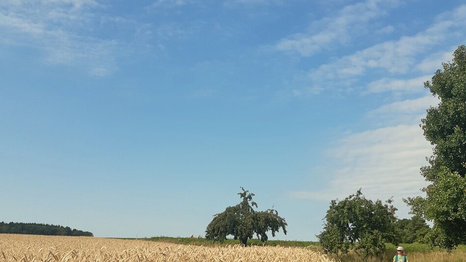 Wanderung Lafnitzau-Runde, St. Johann in der Haide - Touren-Impression #2.13 | © Weges