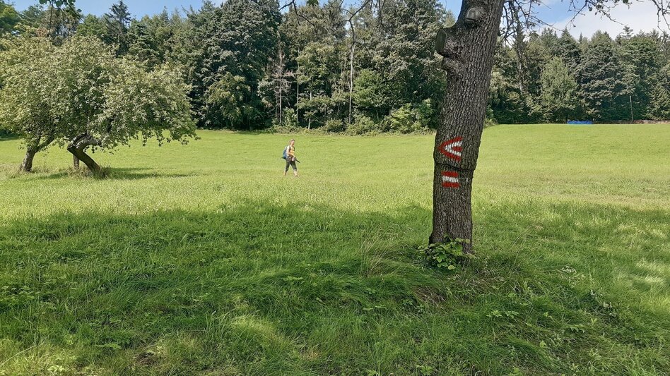 Wanderung Waldseppl-Runde, Penzendorf - Touren-Impression #2.4 | © Weges