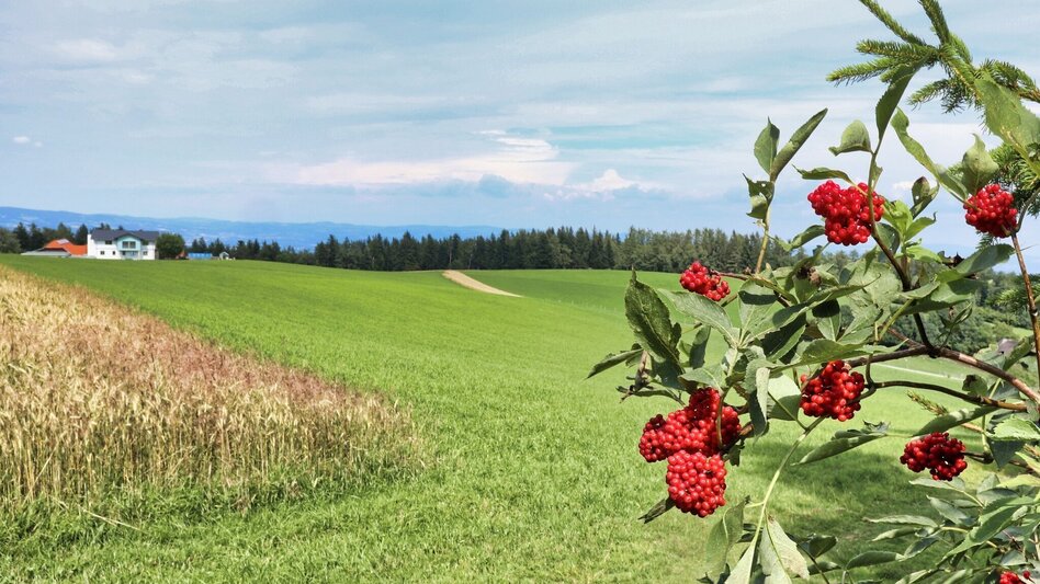 Wanderung Waldseppl-Runde, Penzendorf - Touren-Impression #2.9 | © Weges