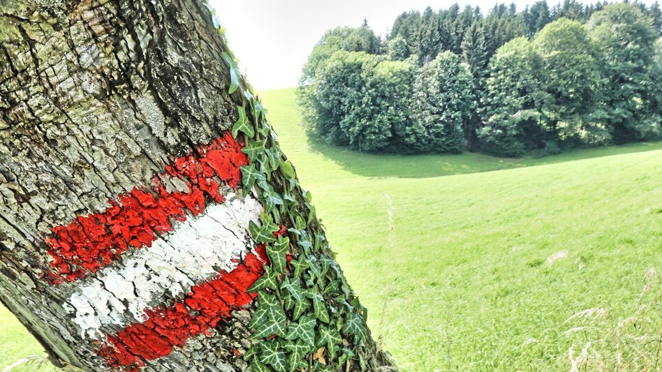 Wanderung Waldseppl-Runde, Penzendorf - Touren-Impression #2.11 | © Weges