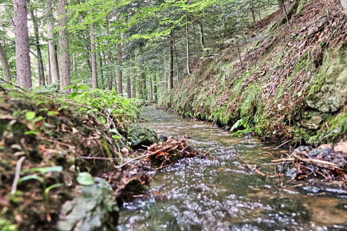 Wanderung Waldseppl-Runde, Penzendorf - Touren-Impression #1 | © Weges