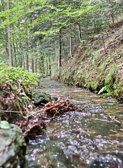 Watercourse in the forest | © Weges | WEGES WEGES | © Weges