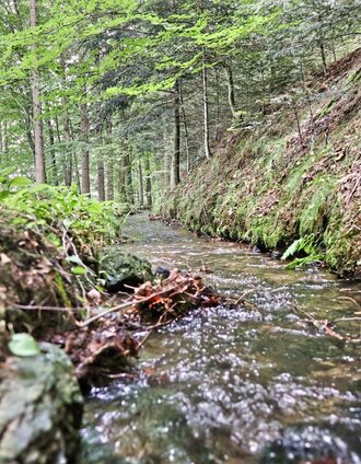 Wasserlauf im Waldstück | WEGES WEGES | © Weges