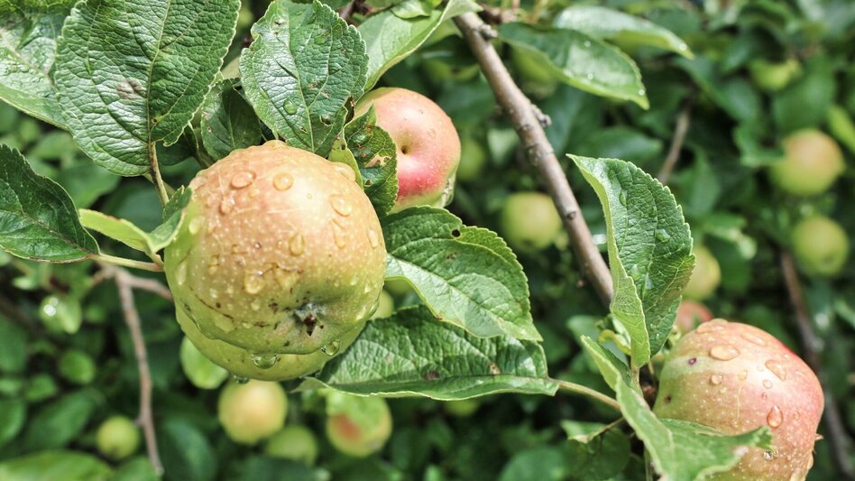 Wanderung Waldseppl-Runde, Penzendorf - Touren-Impression #2.2 | © Weges