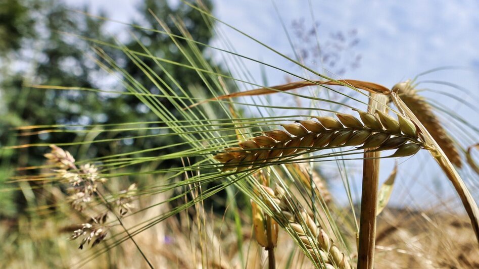 Wanderung Waldseppl-Runde, Penzendorf - Touren-Impression #2.7 | © Weges