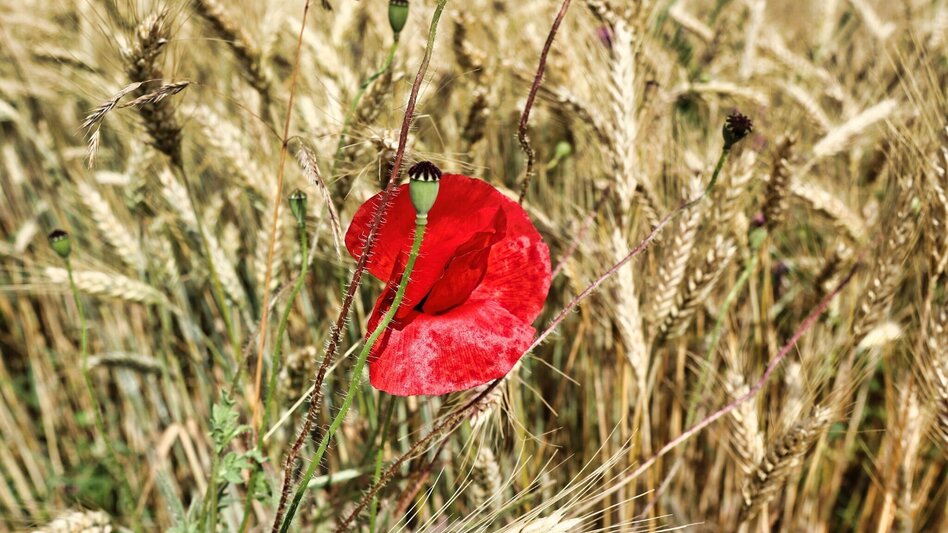 Wanderung Waldseppl-Runde, Penzendorf - Touren-Impression #2.8 | © Weges
