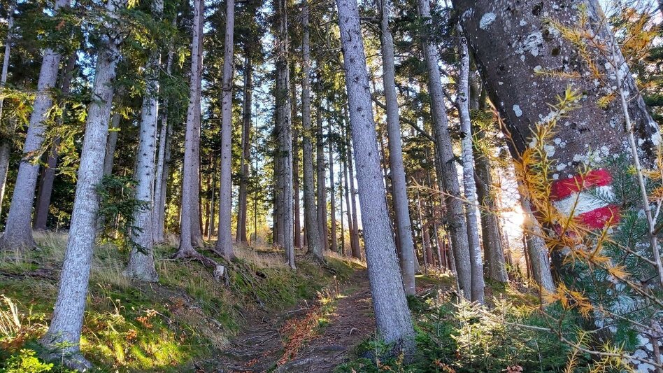 Wanderung Stross-Runde, Gschaid/Weiz - Touren-Impression #2.2 | © Oststeiermark Tourismus