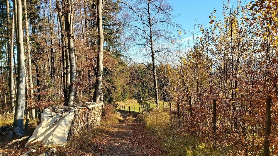 Wanderung Stross-Runde, Gschaid/Weiz - Touren-Impression #2.5 | © Oststeiermark Tourismus
