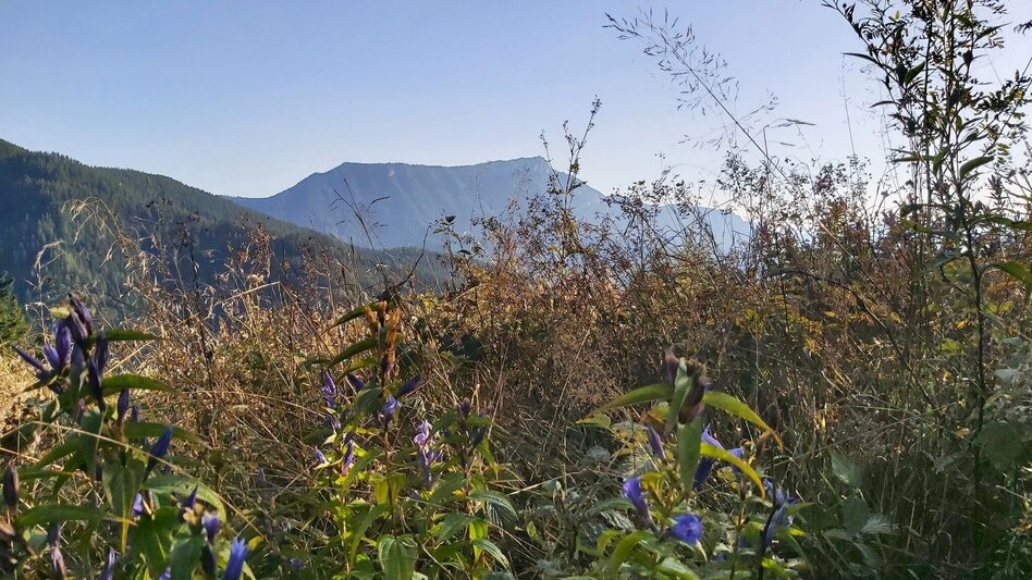 Hiking route Hofbauer Alm-Round, Breitenau am Hochlantsch - Touren-Impression #2.5 | © Oststeiermark Tourismus