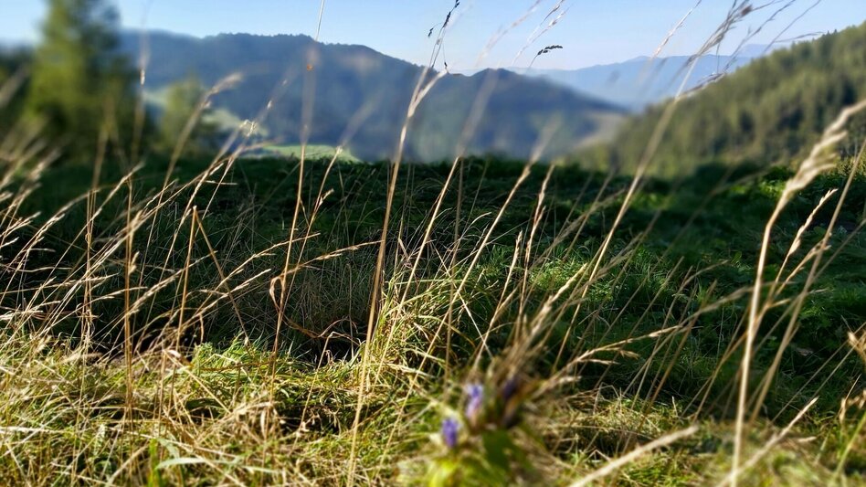 Hiking route Hofbauer Alm-Round, Breitenau am Hochlantsch - Touren-Impression #2.9 | © Oststeiermark Tourismus