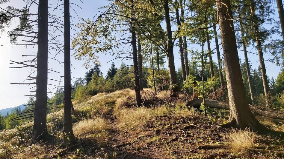 Hiking route Hofbauer Alm-Round, Breitenau am Hochlantsch - Touren-Impression #2.10 | © Oststeiermark Tourismus