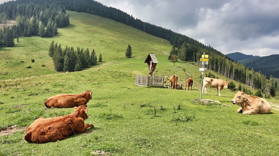 Hiking route Alm-Runde über Raabursprung, Passail - Touren-Impression #2.2 | © Oststeiermark Tourismus