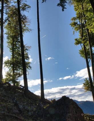 Waldpfad auf der Wanderung zur Roten Wand_Naturpark Almenland_Oststeiermark | WEGES | © Oststeiermark Tourismus