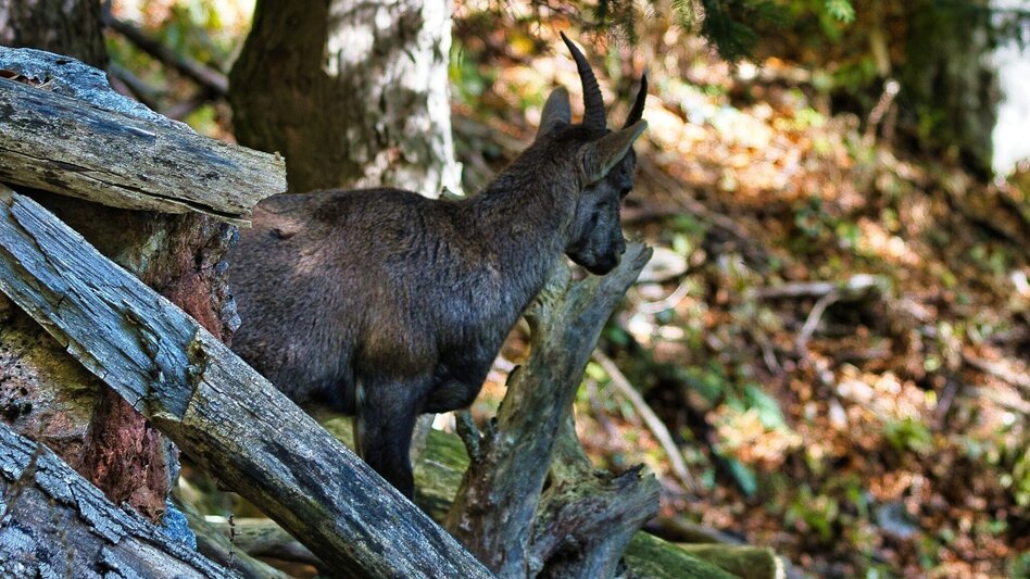Wanderung Rote Wand-Runde über Bucheben, Mixnitz - Touren-Impression #2.3 | © Oststeiermark Tourismus