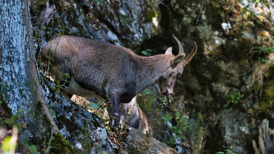 Hiking route Dragon´s Den, Mixnitz - Touren-Impression #2.9 | © Oststeiermark Tourismus