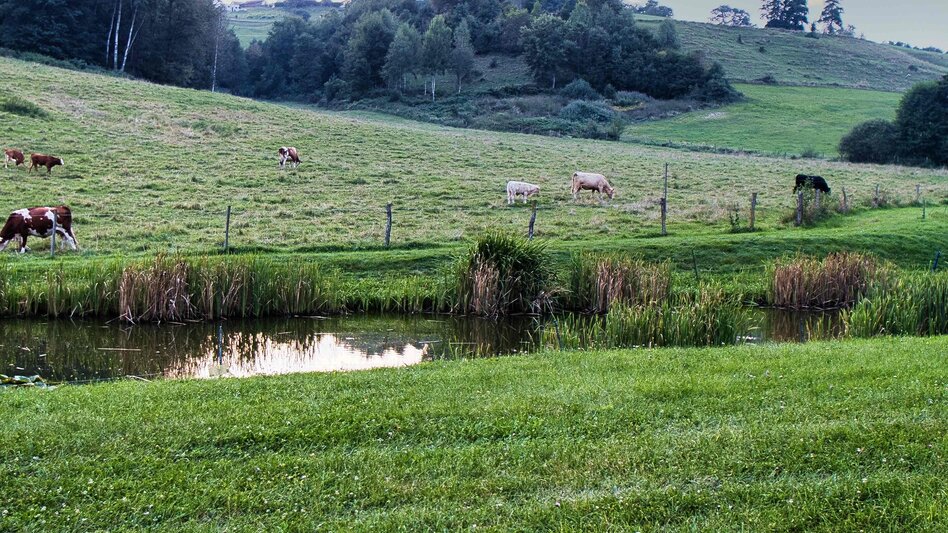 Wanderung wasser HÖREN in Laßnitzhöhe - Touren-Impression #2.2 | © Weges OG