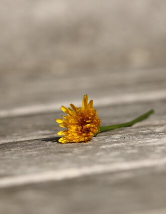 _TITELBILD_ernährung SCHMECKEN (c) MG Laßnitzhöhe (3).JPG | Markus Zaunschirm