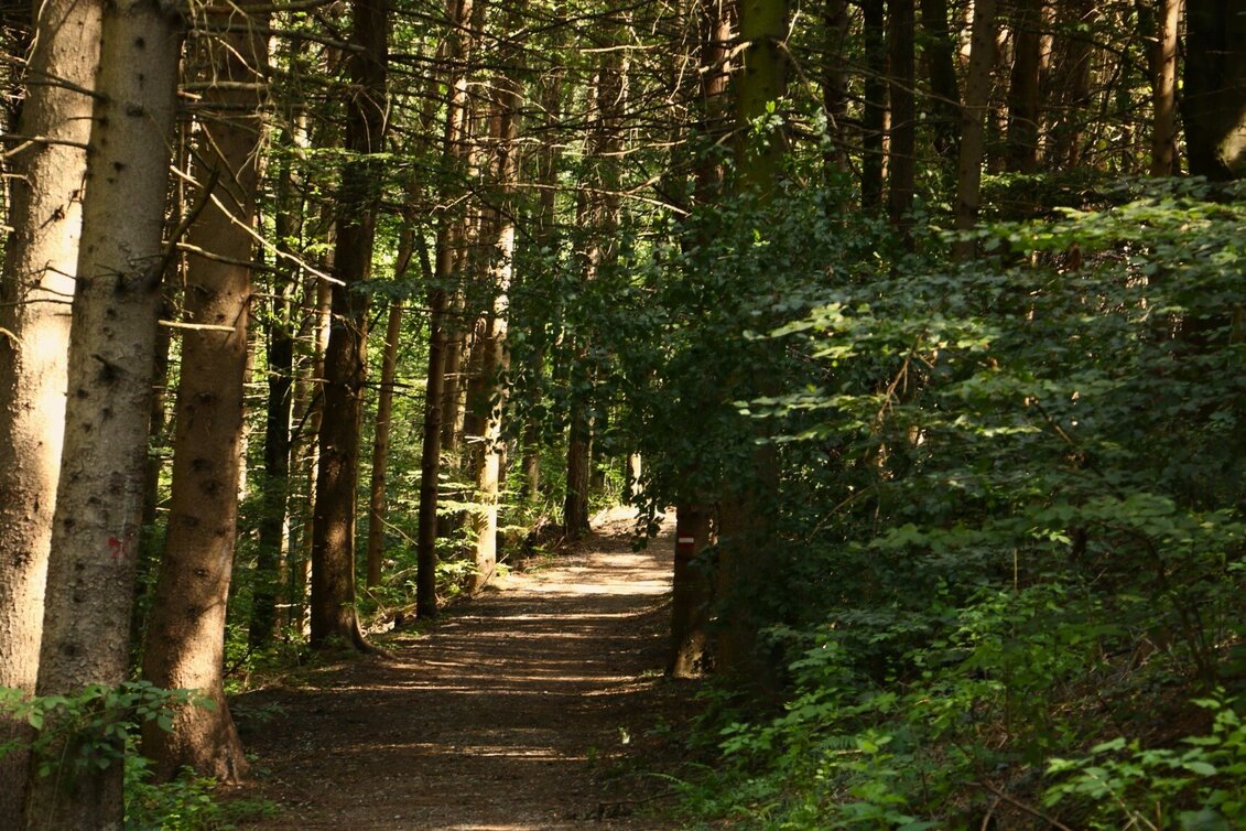 Wanderung bewegung SEHEN in Laßnitzhöhe - Touren-Impression #1