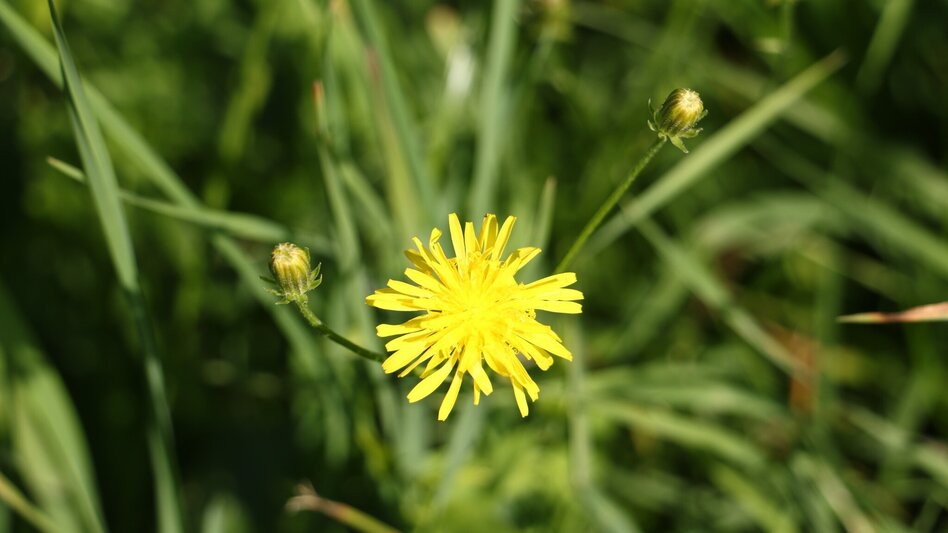 Wanderung bewegung SEHEN in Laßnitzhöhe - Touren-Impression #2.6