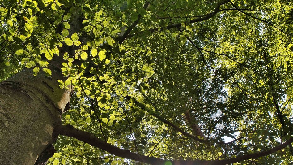 Wanderung balance FÜHLEN in Laßnitzhöhe - Touren-Impression #2.2 | © Weges OG