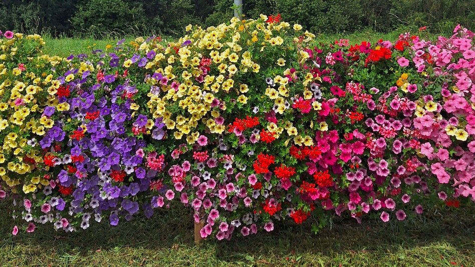 Wanderung pflanzen RIECHEN in Laßnitzhöhe - Touren-Impression #2.6