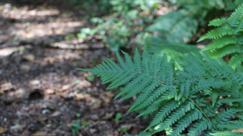 Wanderung pflanzen RIECHEN in Laßnitzhöhe - Touren-Impression #2.9