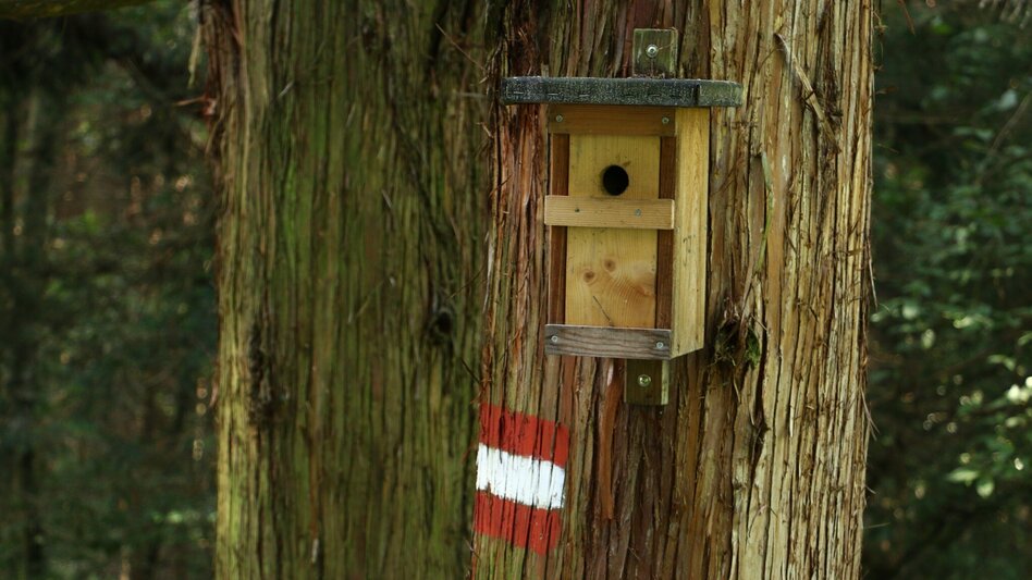 Wanderung pflanzen RIECHEN in Laßnitzhöhe - Touren-Impression #2.12