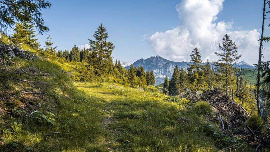 Wanderung Brandangerkogel-Runde ab Dachsteinblick - Touren-Impression #2.3 | © Erlebnisregion Schladming-Dachstein