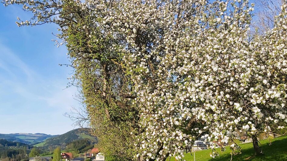 Radfahren Kraftplätze-Runde, Passail - Touren-Impression #2.8 | © Oststeiermark Tourismus