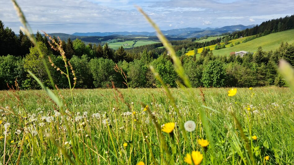 Wanderung St. Jakober-Runde, Ratten - Touren-Impression #2.1 | © Oststeiermarkt Tourismus