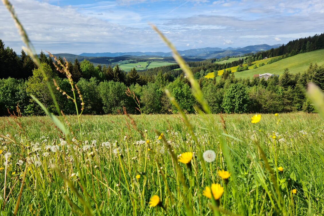 Wanderung St. Jakober-Runde, Ratten - Touren-Impression #1 | © Oststeiermarkt Tourismus