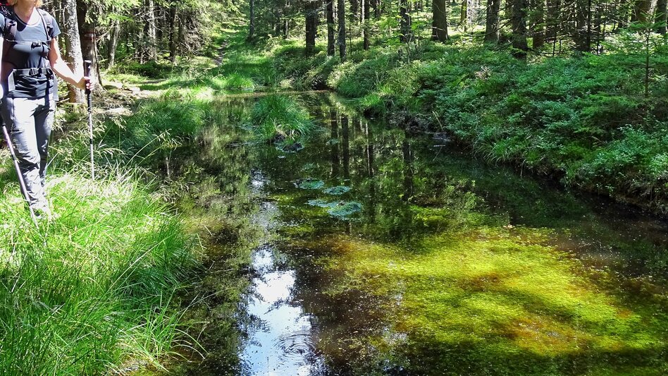 Hiking route Alpl round, St. Kathrein am Hauenstein - Touren-Impression #2.4 | © WEGES