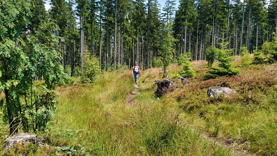 Hiking route Alpl round, St. Kathrein am Hauenstein - Touren-Impression #2.5 | © WEGES