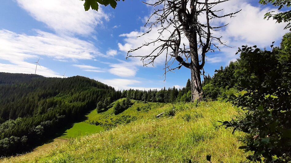 Wanderung Herrnalm-Runde, Fischbach - Touren-Impression #2.1