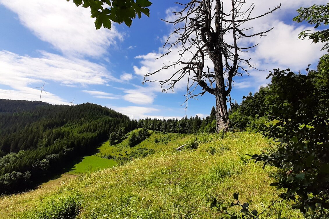 Wanderung Herrnalm-Runde, Fischbach - Touren-Impression #1