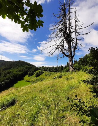 Auf die Herrnalm_2021-08-02 (1).jpg