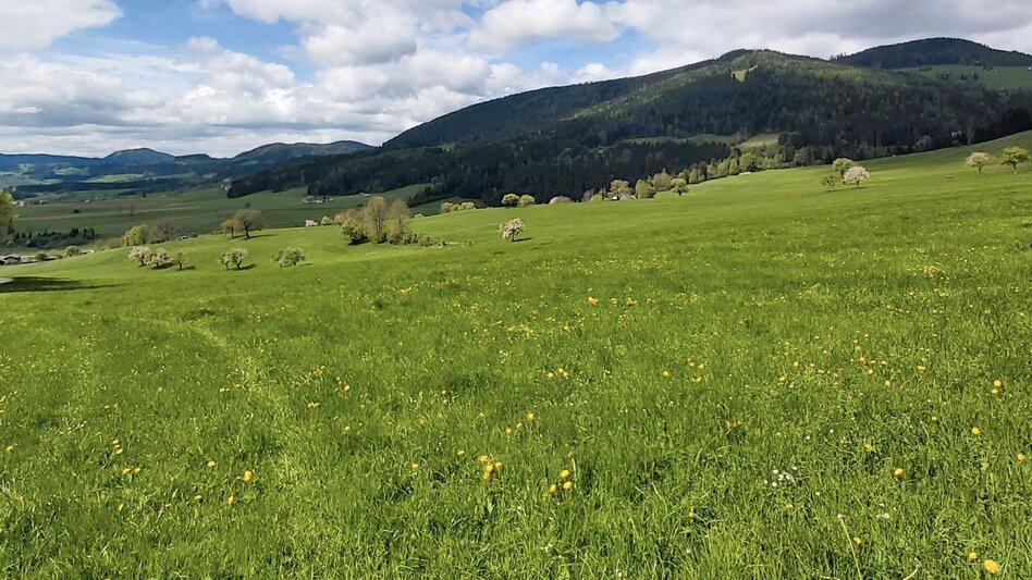 Jogging Buchkogel-Halbmarathon, Passail - Touren-Impression #2.6 | © Oststeiermark Tourismus