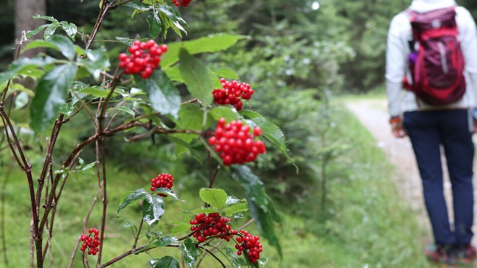 Wanderung Strallegg-Runde, Strallegg - Touren-Impression #2.7 | © WEGES