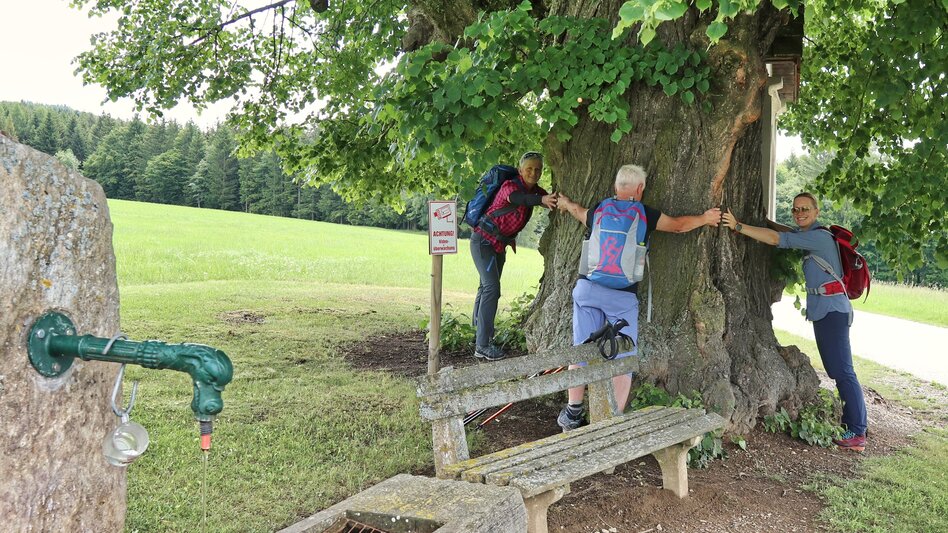 Hiking route Wildwiesen round, Miesenbach - Touren-Impression #2.5 | © WEGES