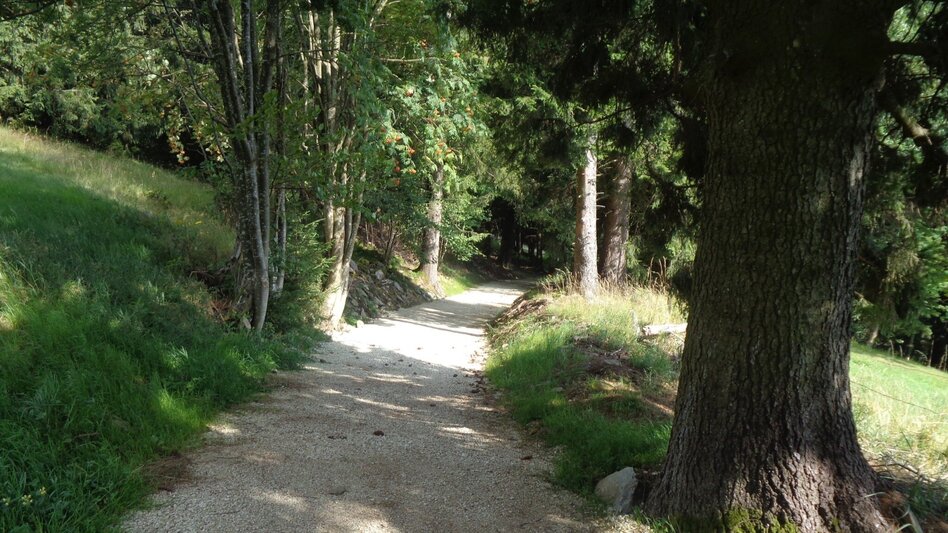 Mountain Biking Styrian Wexl Trails - Kogelweg Route - Touren-Impression #2.1