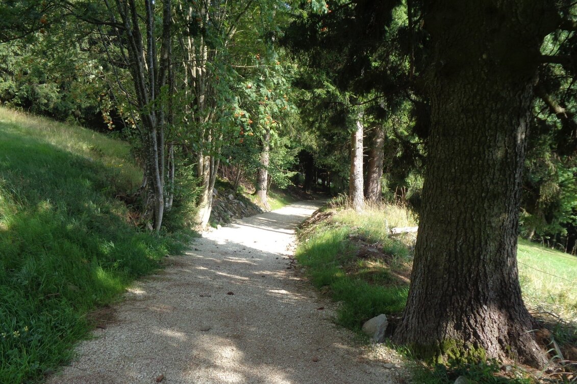 Mountain Biking Styrian Wexl Trails - Kogelweg Route - Touren-Impression #1
