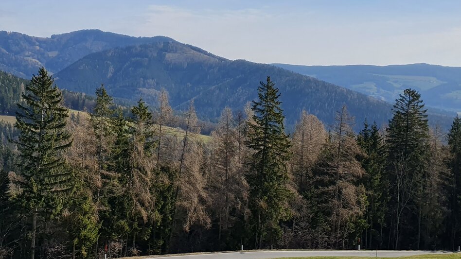 Hiking route Schachner-Tour, Fladnitz an der Teichalm - Touren-Impression #2.1 | © Oststeiermark Tourismus