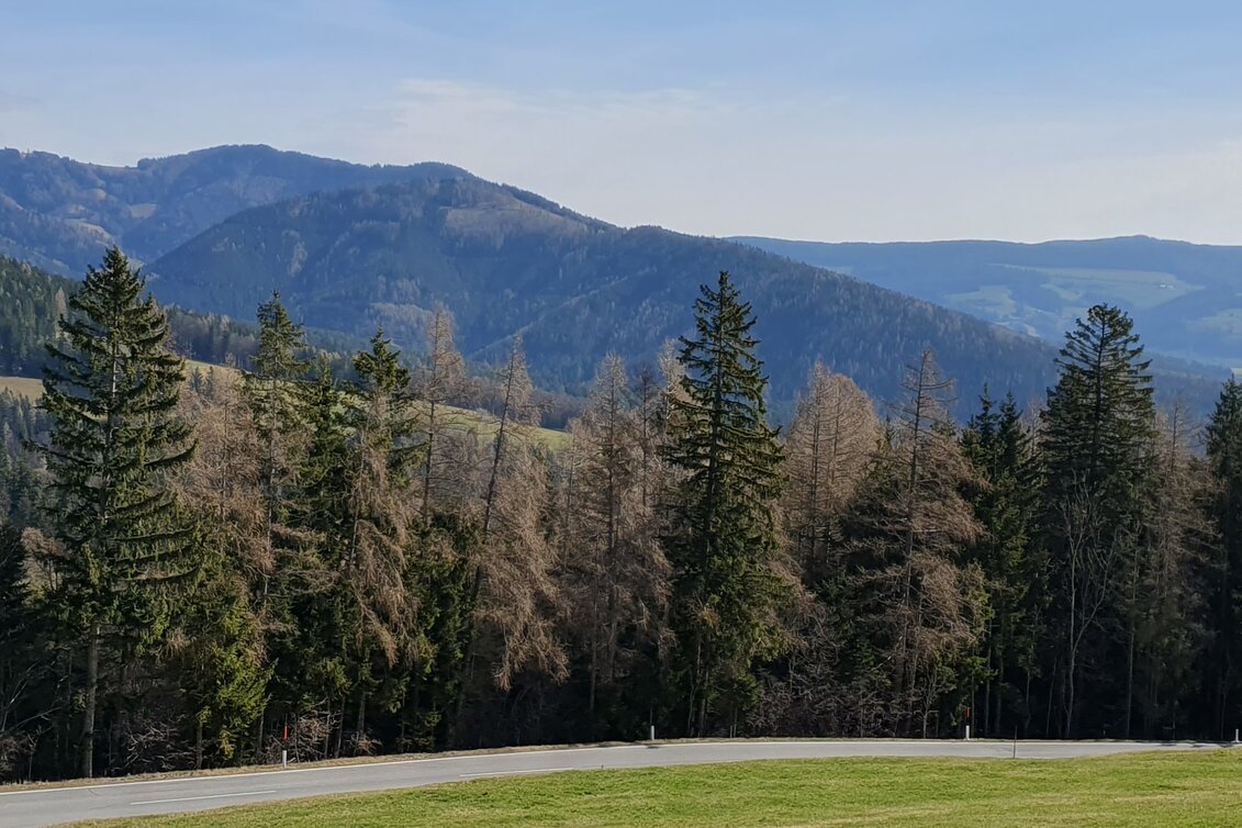 Hiking route Schachner-Tour, Fladnitz an der Teichalm - Touren-Impression #1 | © Oststeiermark Tourismus