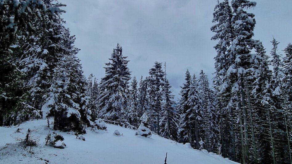 Hiking route Peterbauernkogel – Hiking on Uncharted Paths - Touren-Impression #2.3 | © Hochsteiermark
