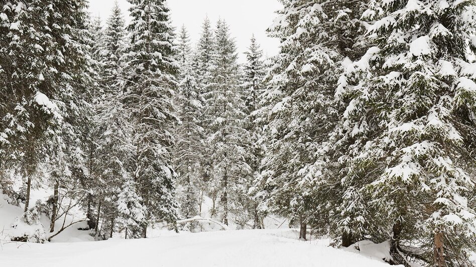 Rodeln Rodeln auf der Mörsbachalm - Touren-Impression #2.1 | © Erlebnisregion Schladming-Dachstein