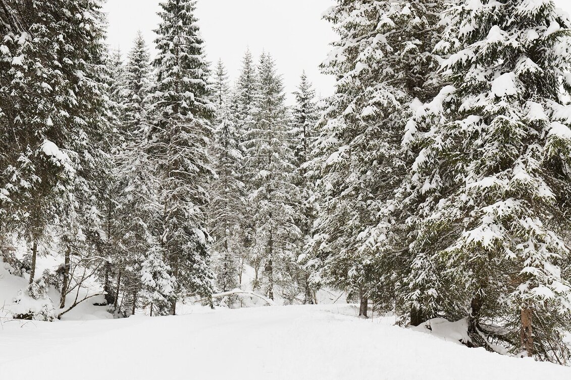 Rodeln Rodeln auf der Mörsbachalm - Touren-Impression #1 | © Erlebnisregion Schladming-Dachstein