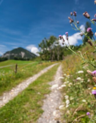 Blumenvielfalt entlang der Abergrunde | Gerhard Pilz | © Gerhard Pilz - www.gpic.at