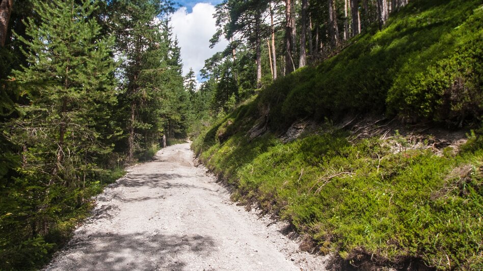 Nordic Walking Halserberg Tour - Touren-Impression #2.4 | © Gerhard Pilz - www.gpic.at