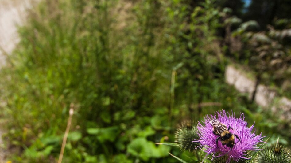 Nordic Walking Halserberg Tour - Touren-Impression #2.5 | © Gerhard Pilz - www.gpic.at
